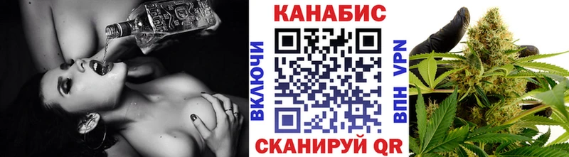 Конопля сатива  Приволжский 